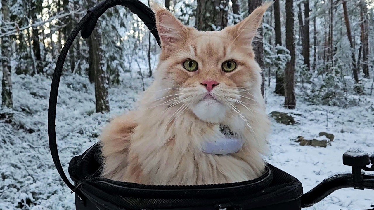Walk With Buster In the Snowy Forest