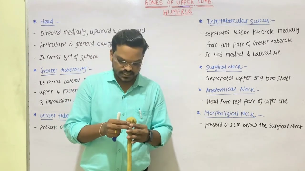 Humerus Bone - 1  Anatomy, Definition & Function   for BAMS | BHMS | BUMS