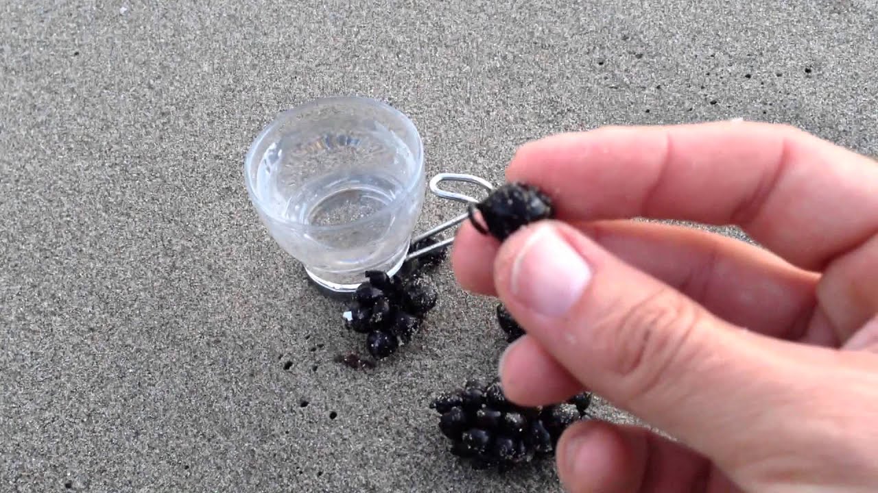 Nascita di una seppia in diretta dalla spiaggia di Ostia!