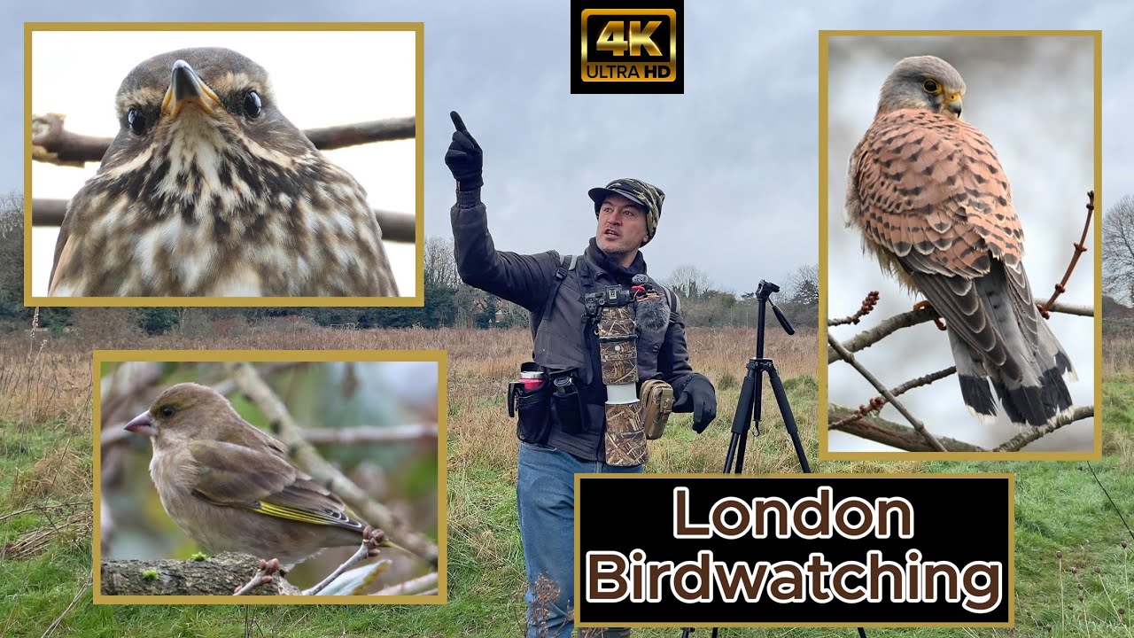 Avery Hill Park, London Birdwatching. Redwing, Greenfinch. Canon R7 & RF 200-800mm. 4K