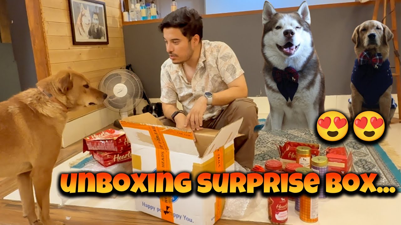 UNBOXING a full box of SURPRISES 🎁😍🎁...@THE HIMALAYAN HUSKY