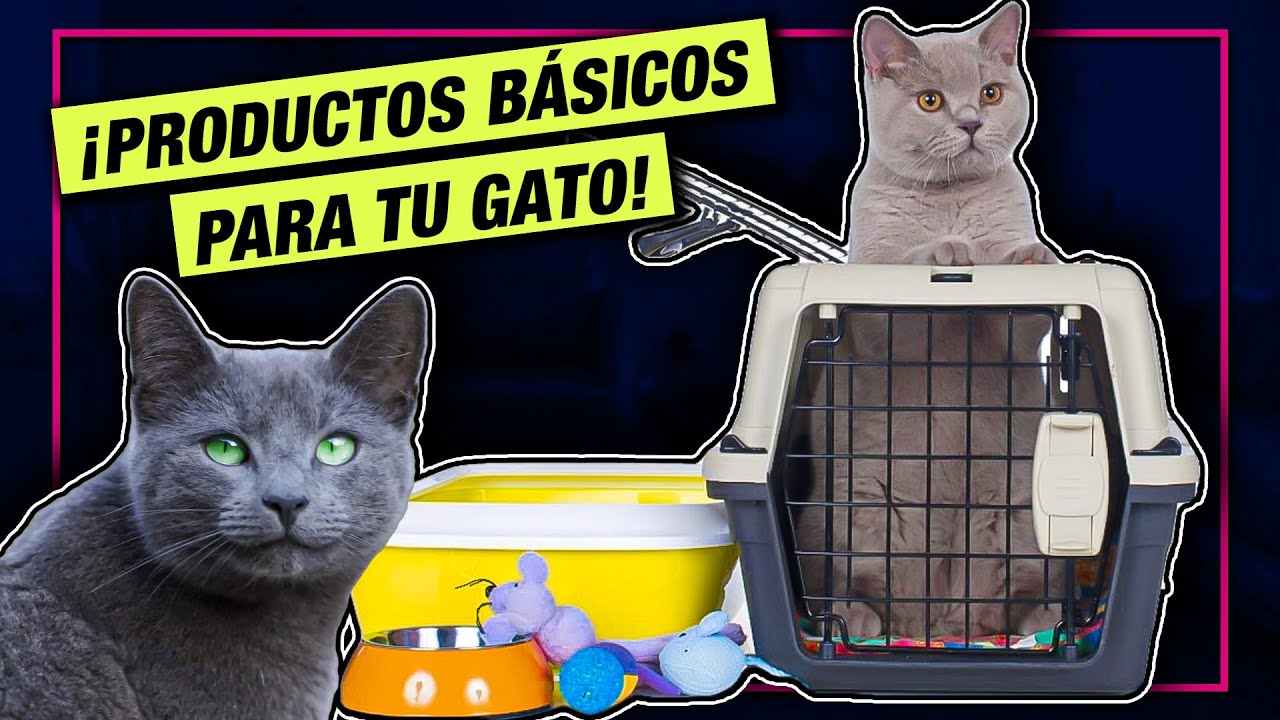 7 PRODUCTOS ESENCIALES PARA TU GATO 😺 LA GATERÍA TV