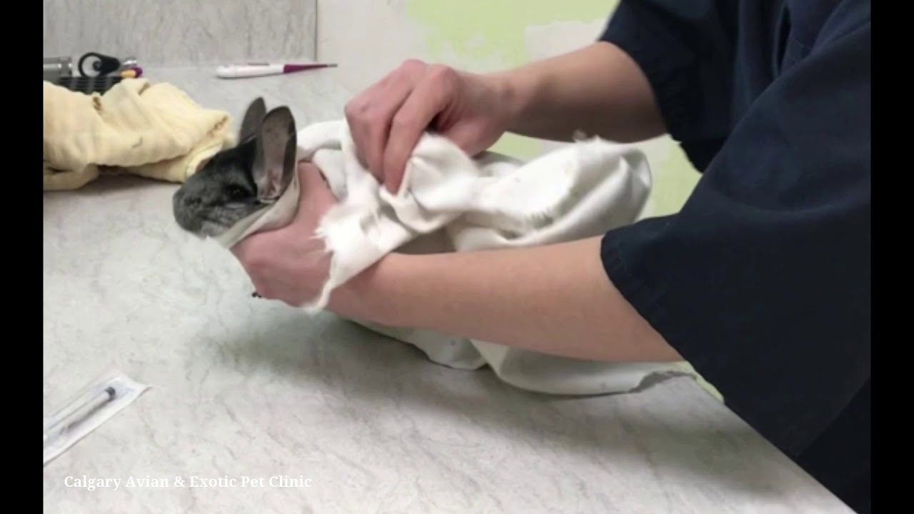 Calgary Avian & Exotic Pet Clinic: Giving Chinchillas Oral Medications