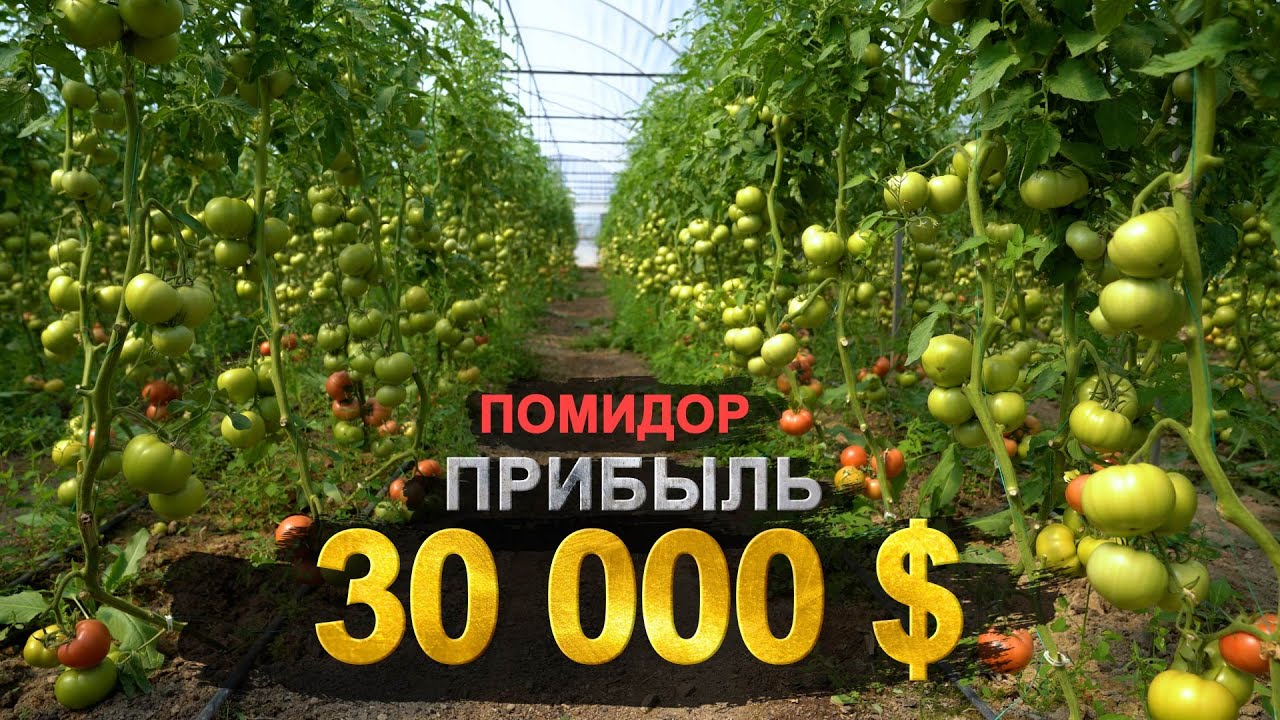 Дыйкандар үчүн соонун маалымат!  Эми Кыргызстанда теплицаларды өнүктүрсөк болот. Бир жылда 2 сезон.