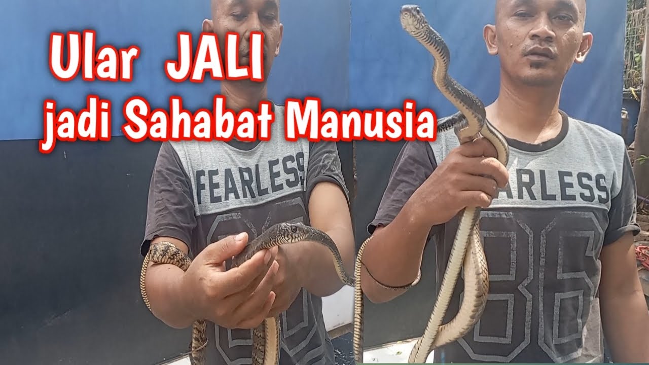 Ular Jali Sahabat Petani ll Ptyas mucosa