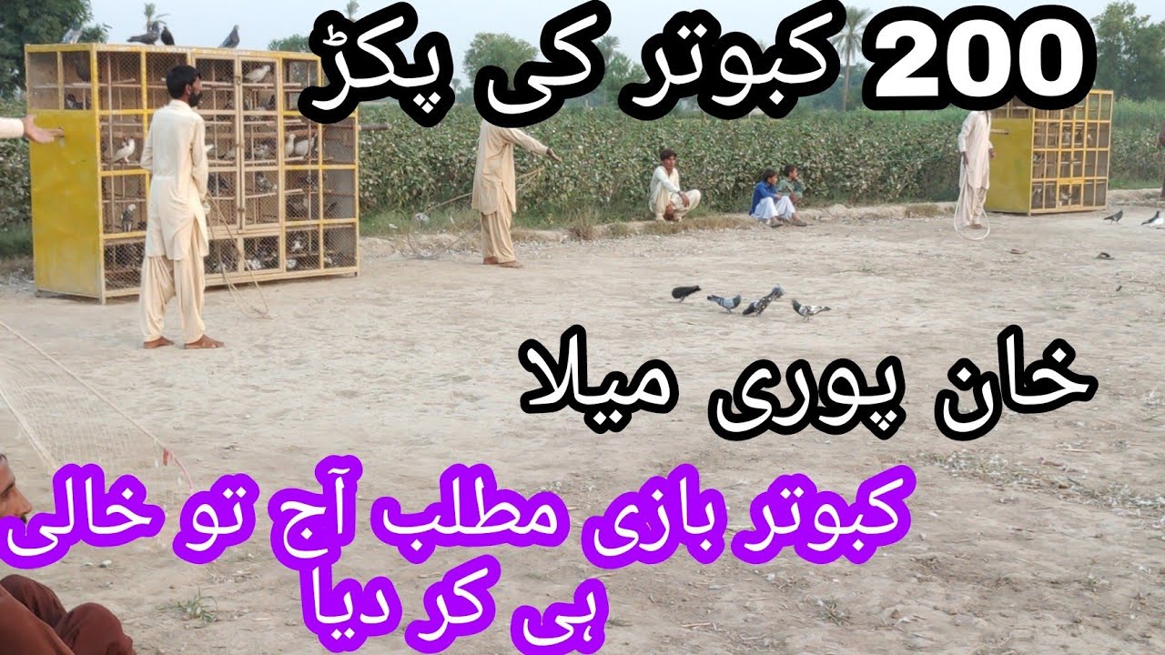 200 kabutar ki pakr matlb Aj to khali he kr diya Kabutar bazi ke ustad khan puri mela