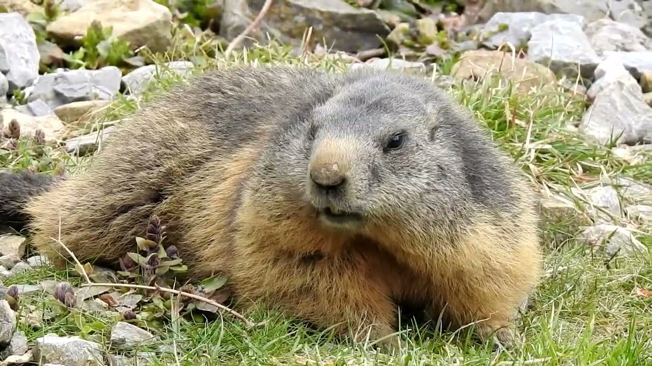 Wildpark Peter & Paul St.Gallen - 2023 Switzerland