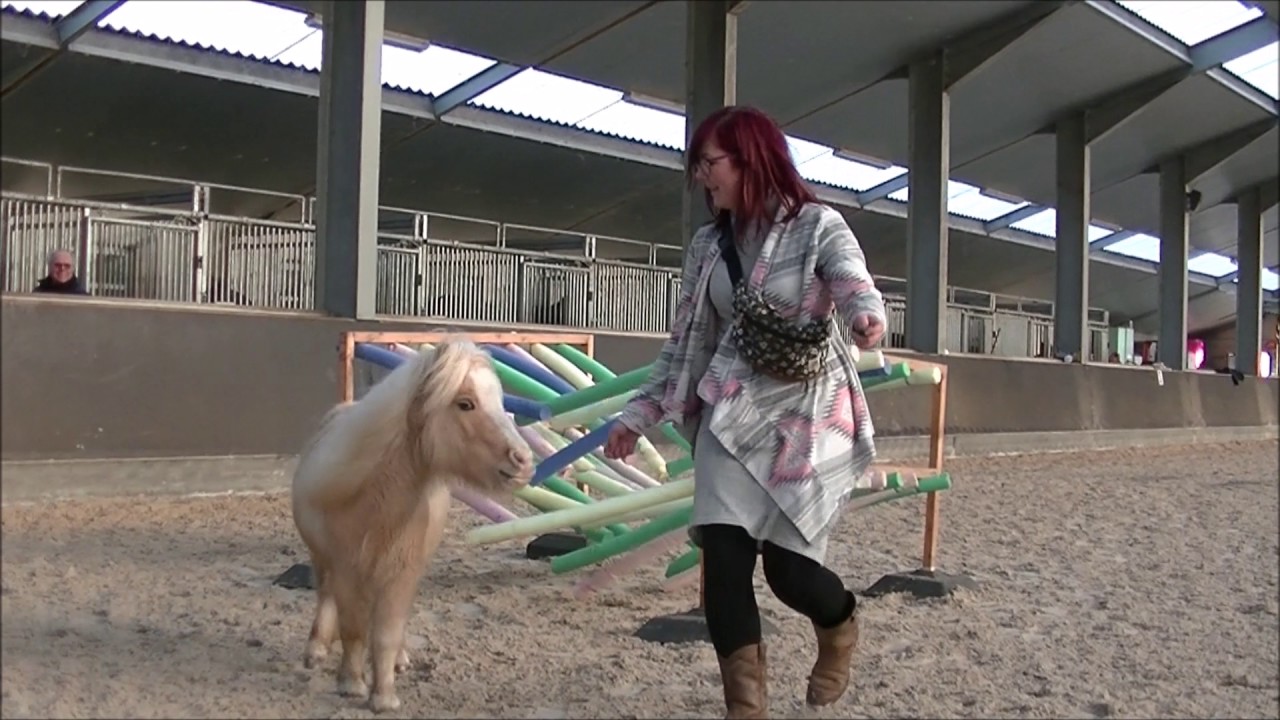 Kay and Honeydrop doing Horse Agility!