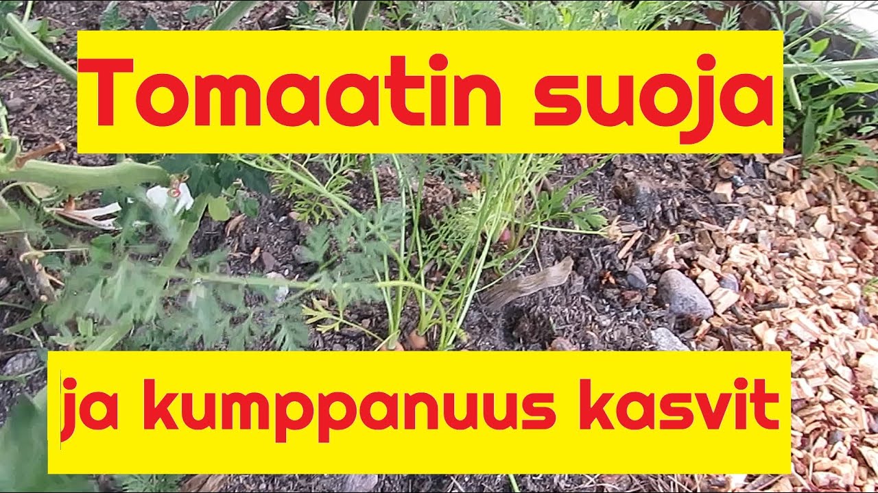 Tomaattien suoja ja kumppanuus kasvit - Yrttimäki Permakulttuuri