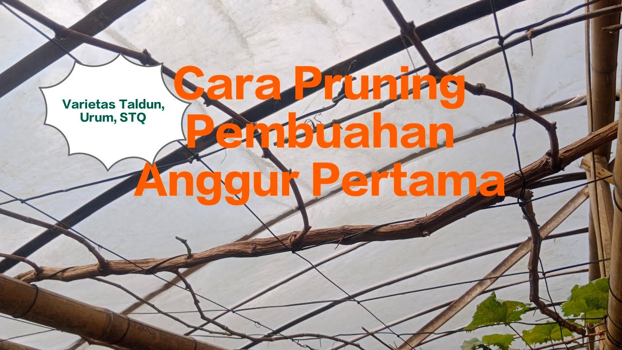 CARA PRUNING ANGGUR PERTAMAKALI⁉️|| Varietas Taldun, Urum, STQ