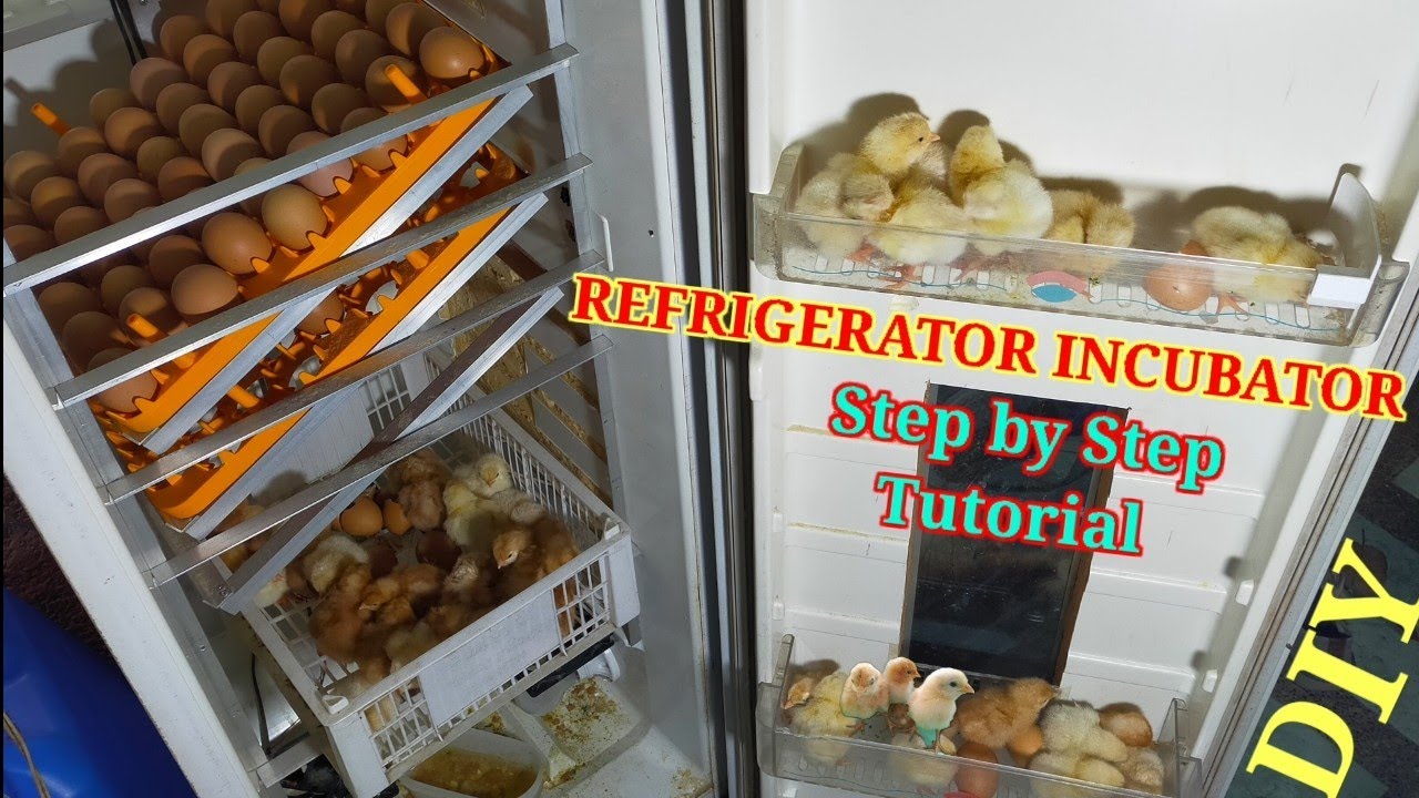 Hatch Chick In Old Refrigerator || Full Tutorial