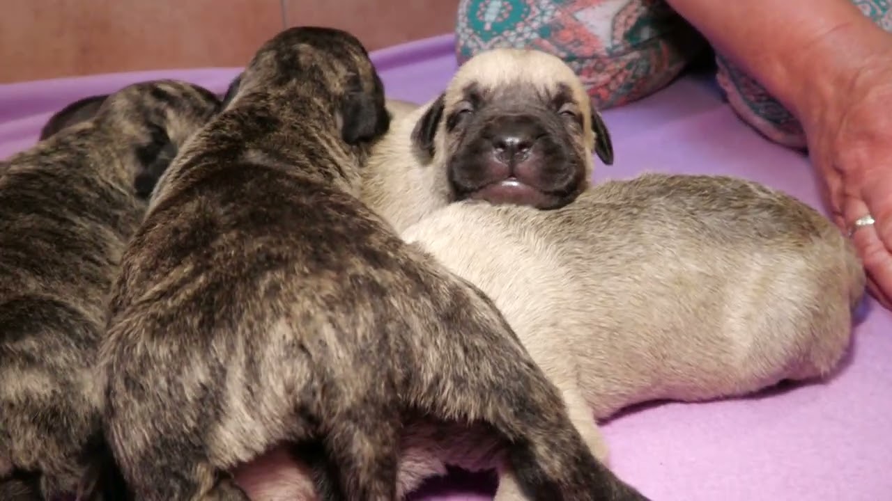 2 Wochen alt sind jetzt die Presa Canario Welpen aus Suna & Macho.