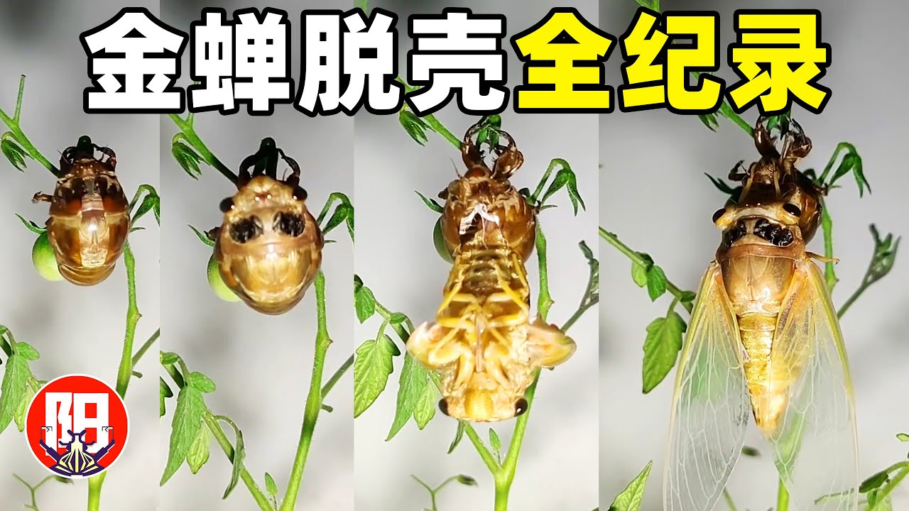 黑蚱蝉脱壳蜕变！一夜之间，她就长大了！深夜记录蝉蜕变的全过程 | 小阳的昆虫世界