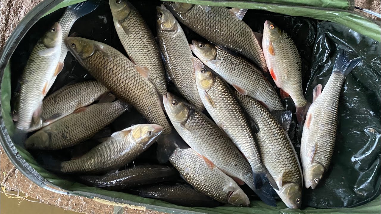 River Wye Chub session