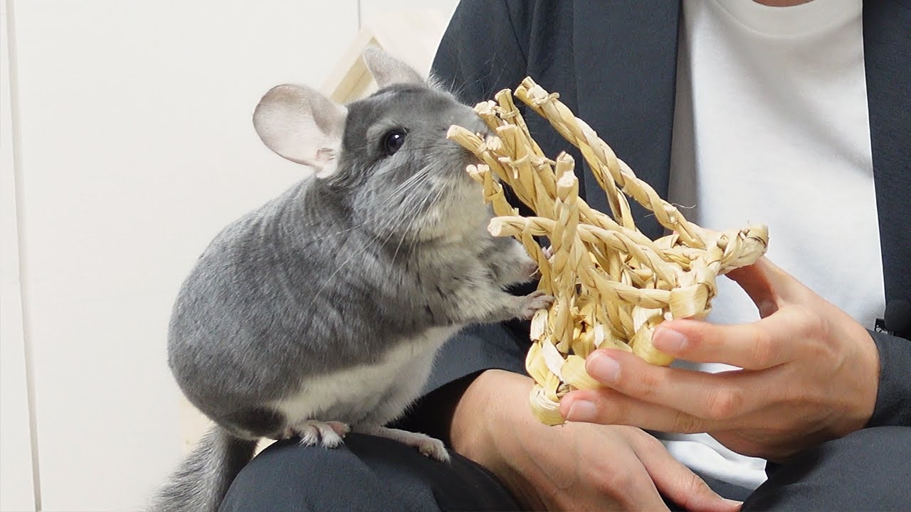 チンチラに新しいおもちゃをあげたら興奮しすぎてこうなりました
