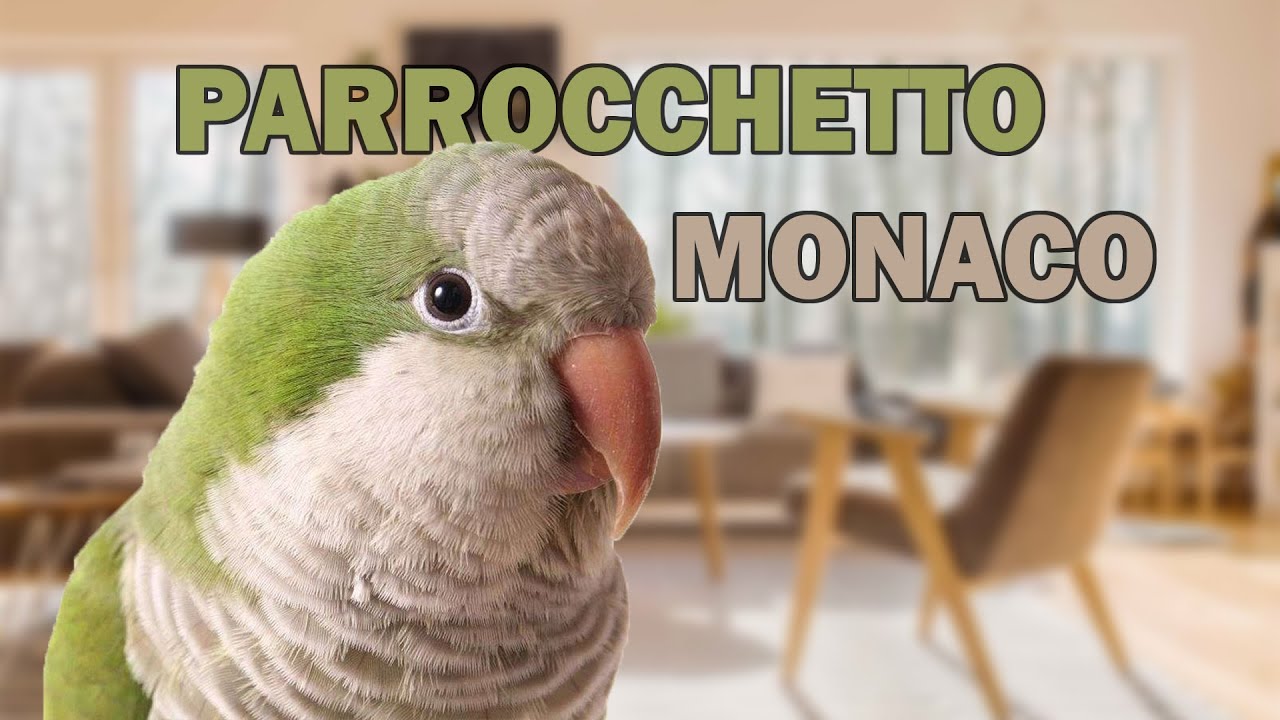Cosa Ne Penso del PARROCCHETTO MONACO