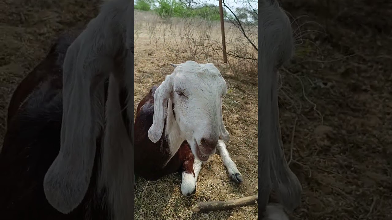 Pashupalan#animals #viralvideo #formal 