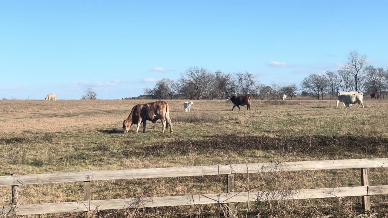 Saludos 👋 Amigos 🇺🇸🇺🇸🐮🐮