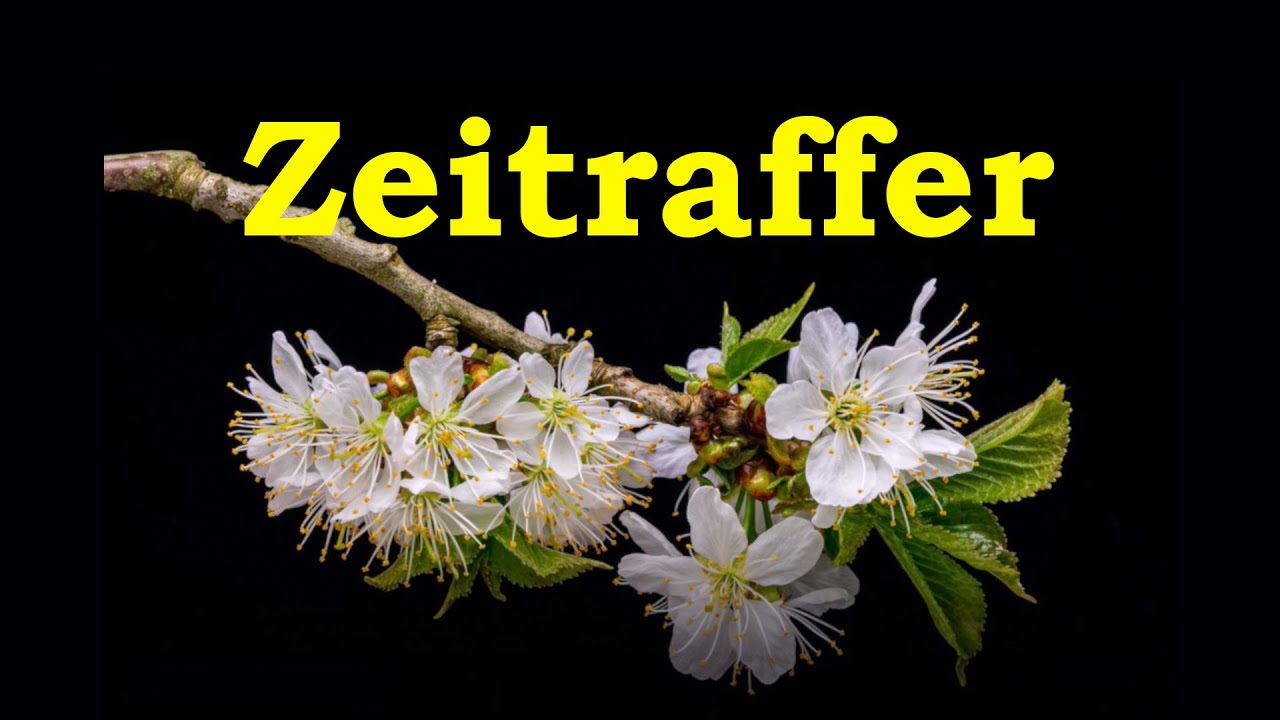 Zeitraffer Kirschblüte
