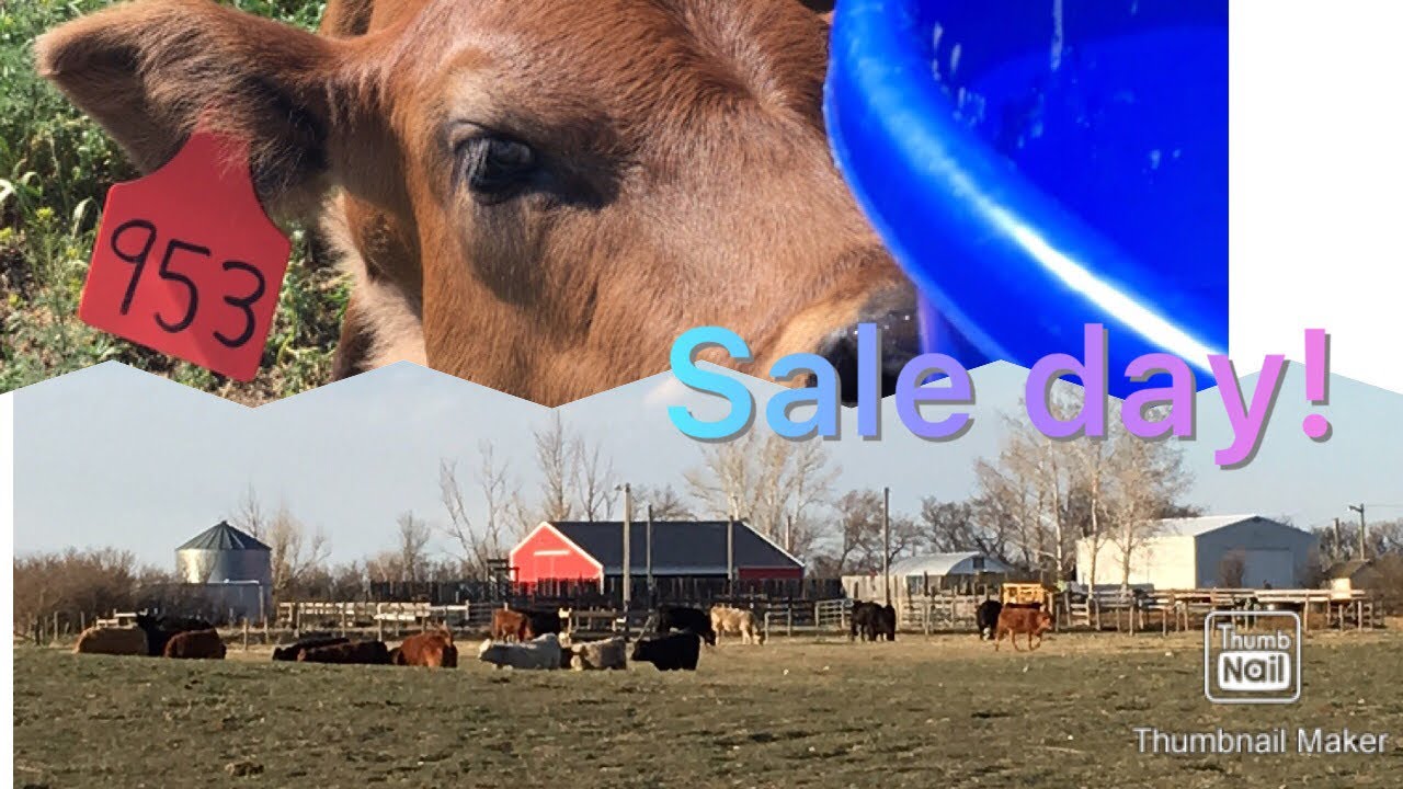 How we make money on the farm. | Selling calves.