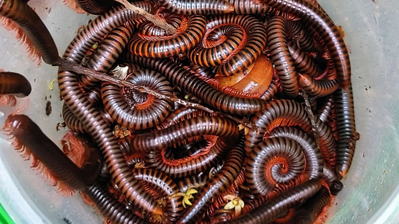 Incredible Catching Hundreds of Giant Millipedes at the Home Backyard