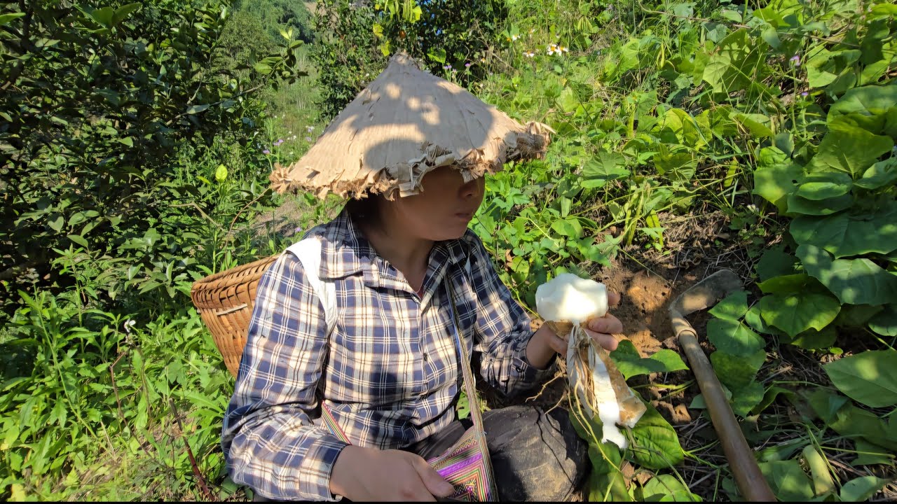 Single Mother Sung Luyen Climbs High Mountains to Harvest Corn & Jicama | An Unexpected Ending