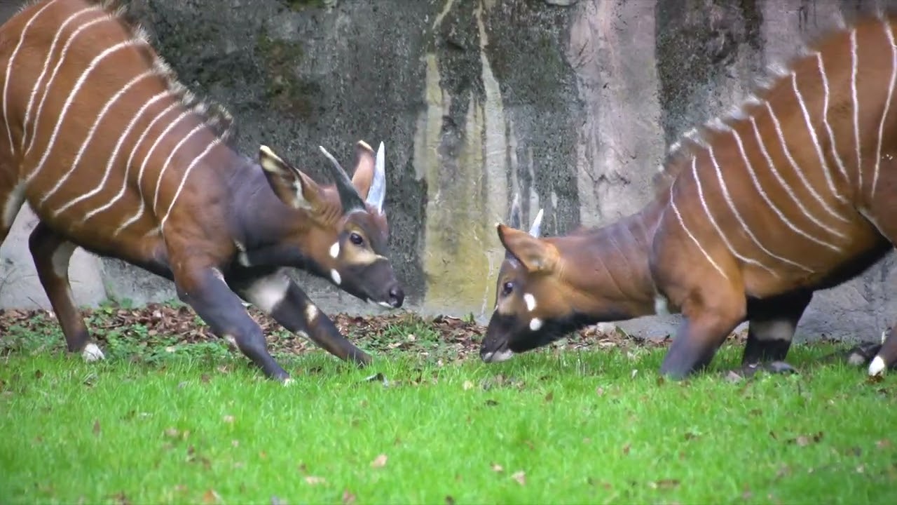 Playful Bongos Explore Their New Home