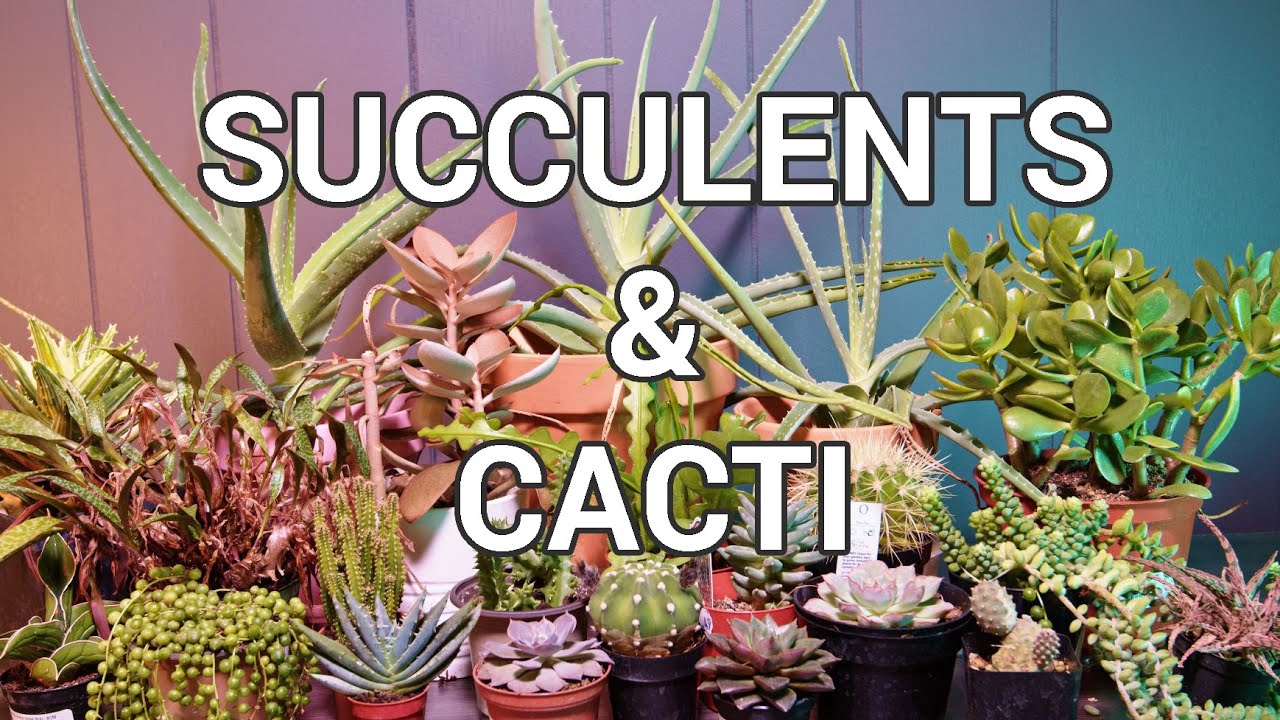 My Entire Succulent And Cactus Collection 2021