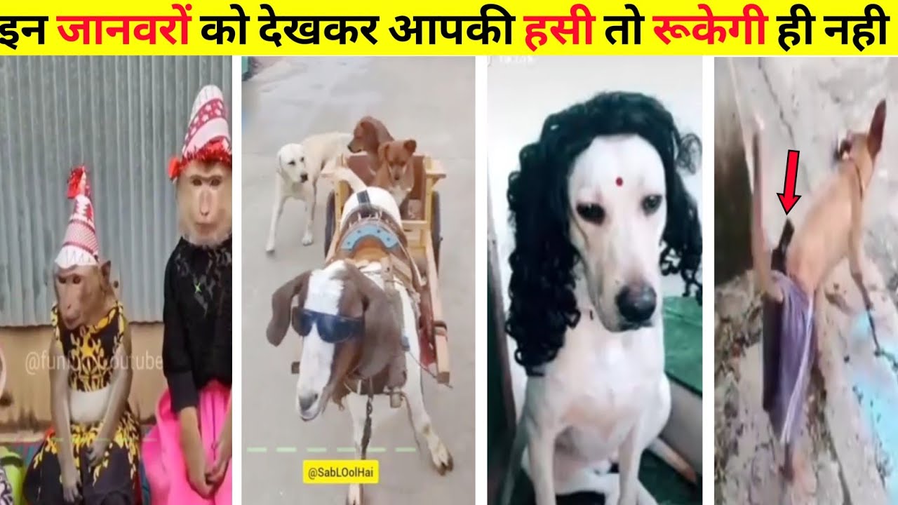 भाई कोई इन जानवरों को देखलो🤣 हसी तो कही से रूकेगी ही नही #best Fuuny animals moments #fuuny animals