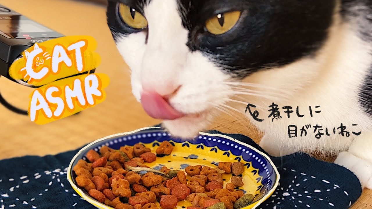 🍙［咀嚼音］煮干しに目がない猫のカリカリ音🎧ASMR CAT EAT_dry food