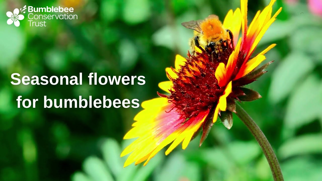 Seasonal flowers for bumblebees