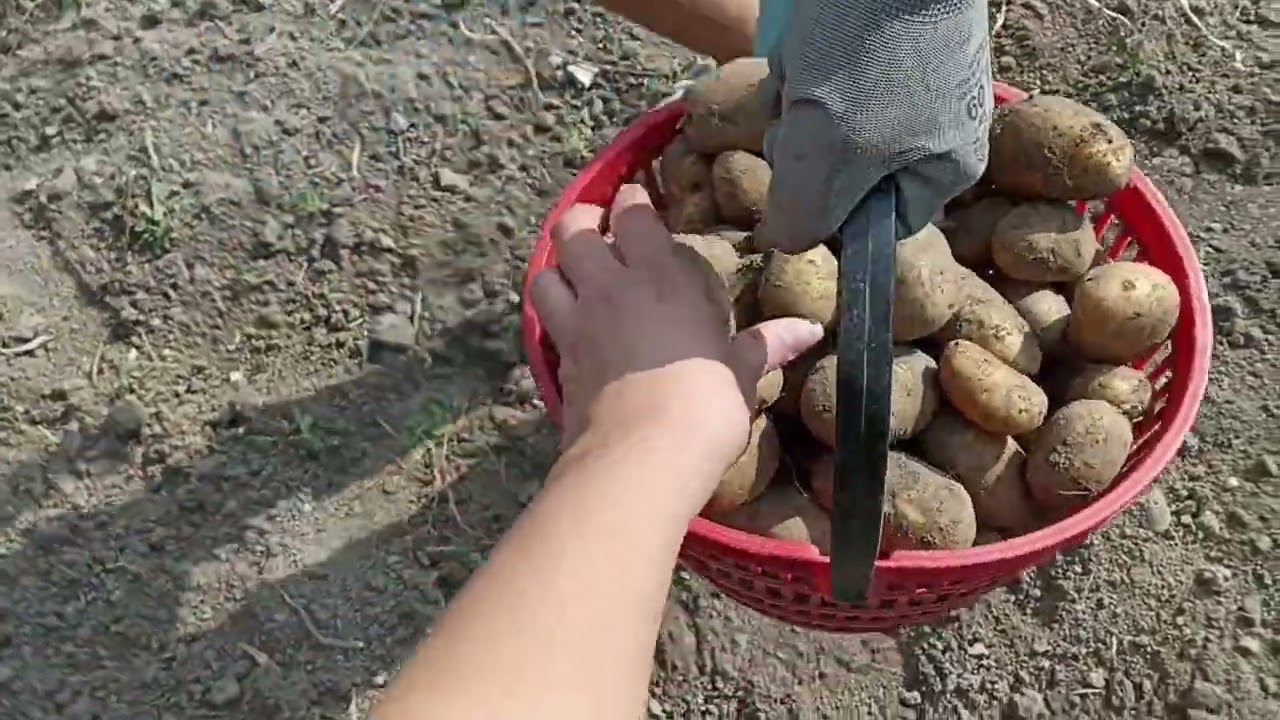 Vyorávání brambor koněm