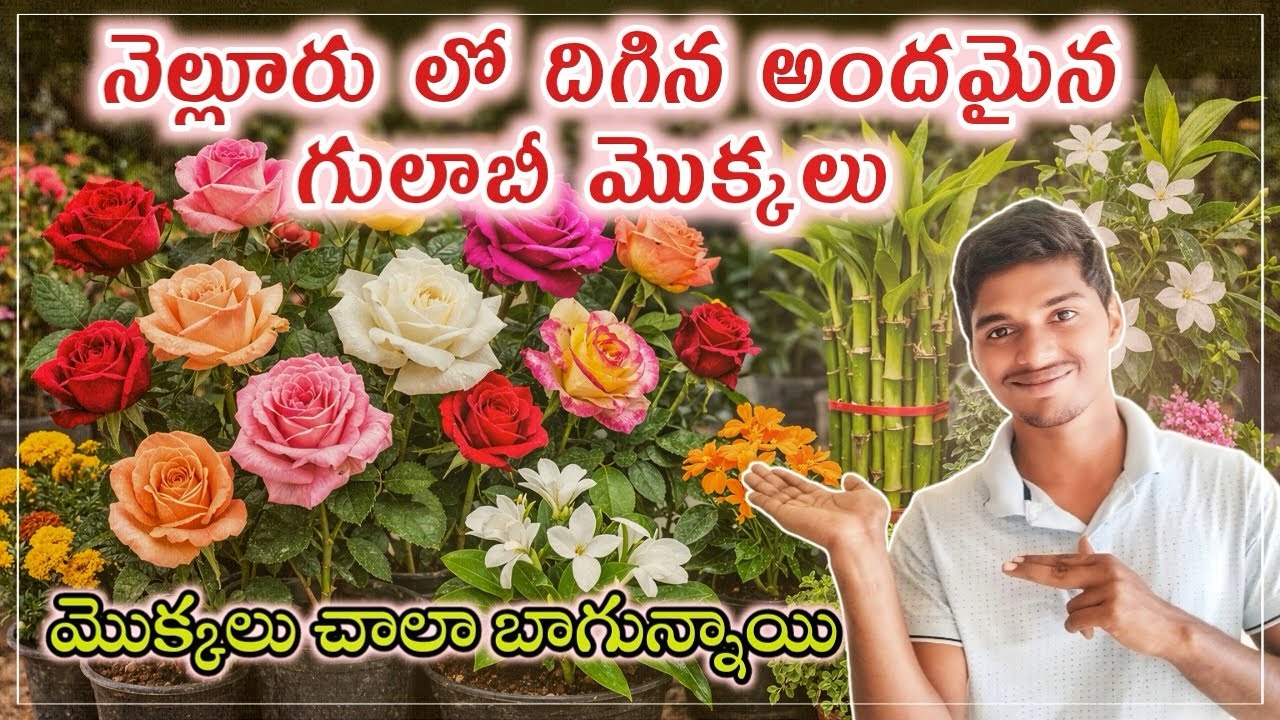 నెల్లూరుకు రోజా మొక్కల లోడ్ వచ్చింది|ఎలాంటి మొక్కలు వచ్చాయో చూద్దాం రండి|#roseplant #nellore #viral 