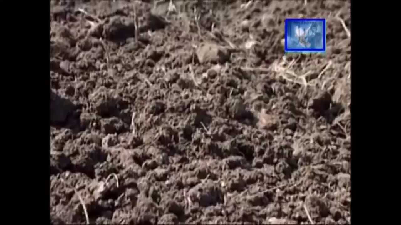 Moj Radinac moje selo divno