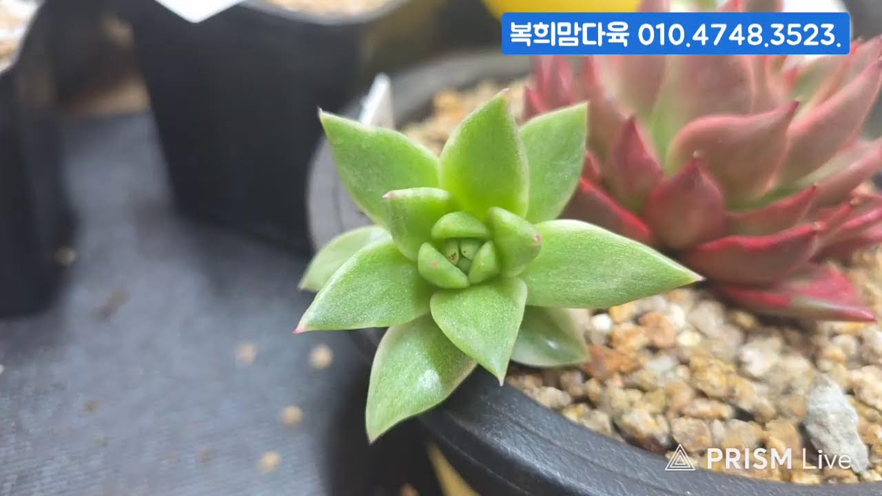 (3.5.목) 복희맘다육 #금다육 #식물 #흙 #라이브 방송