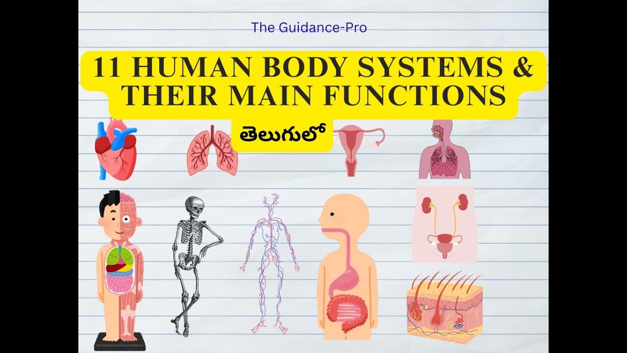 11 Human body systems and their main Functions in telugu | Organs