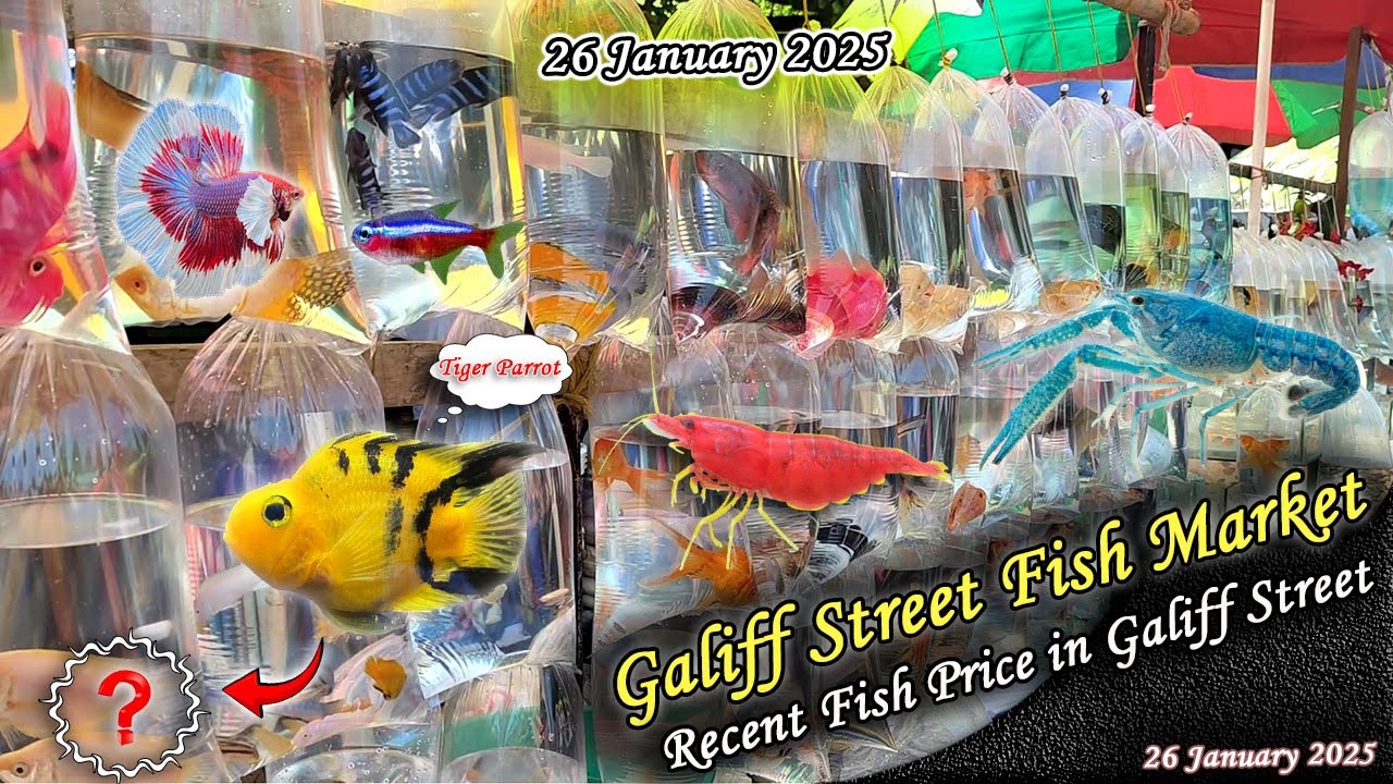 Kolkata Galiff Street Fish Market Recent Video | Recent Fish Price In Galiff Street | 26.01.2025