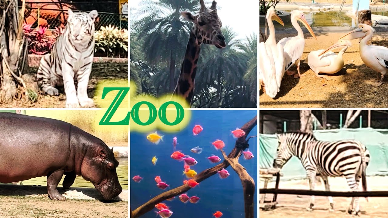 Hyderabad Zoo: beautiful moments 