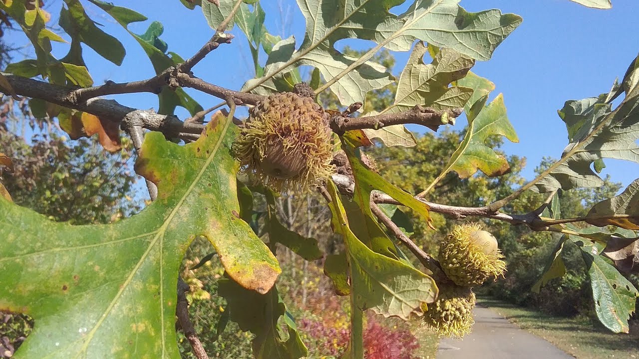 Bur Oak bark, acorns and foliage