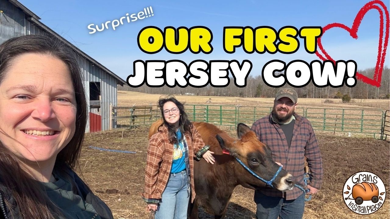 Our First Jersey Cow | Starting Our Family Milk Cow Journey