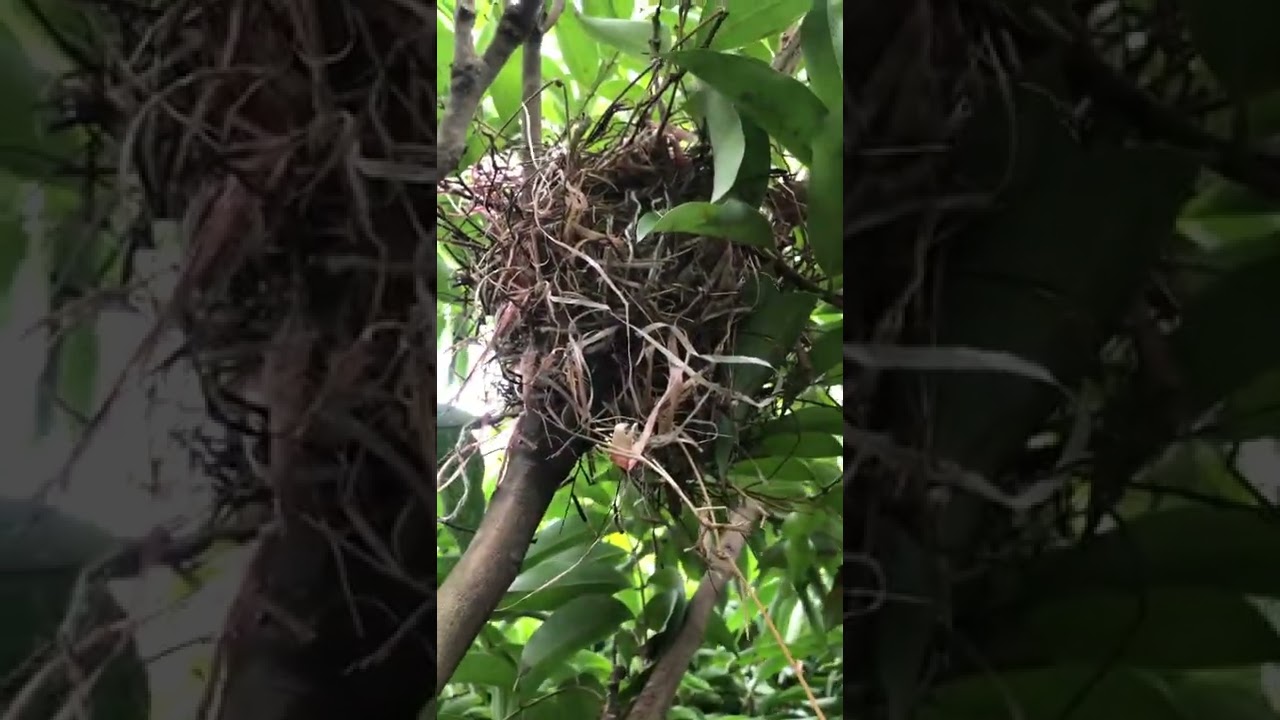 Mọi người biết đ&acirc;y l&agrave; Tổ Chim g&igrave; kh&ocirc;ng ?