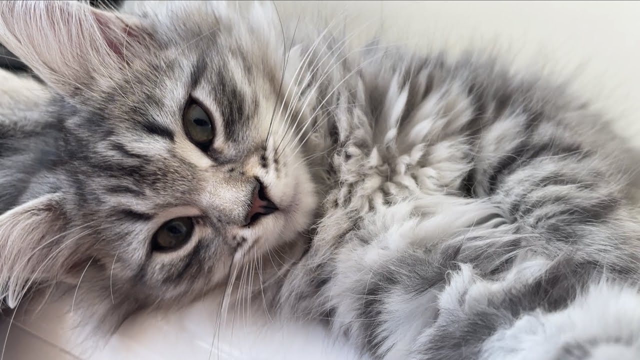 SIlver Siberian kitten, my Angel #twinfloof