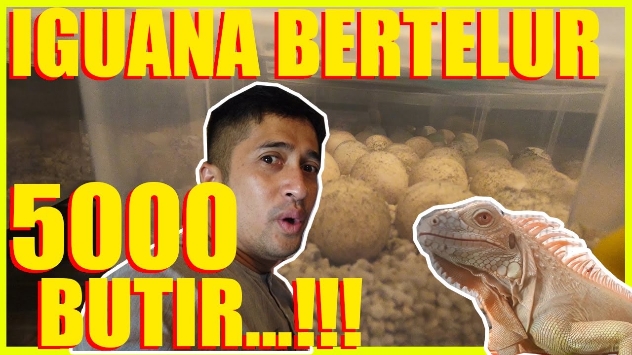 IGUANA BERTELUR 5000 BUTIR...!!!