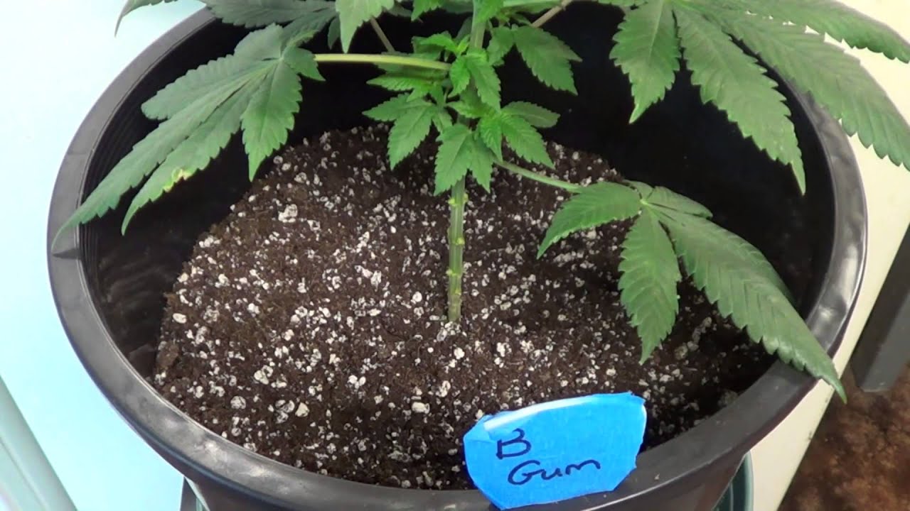 The BubbleGum Experiment #6.....Sexing and Transplanting