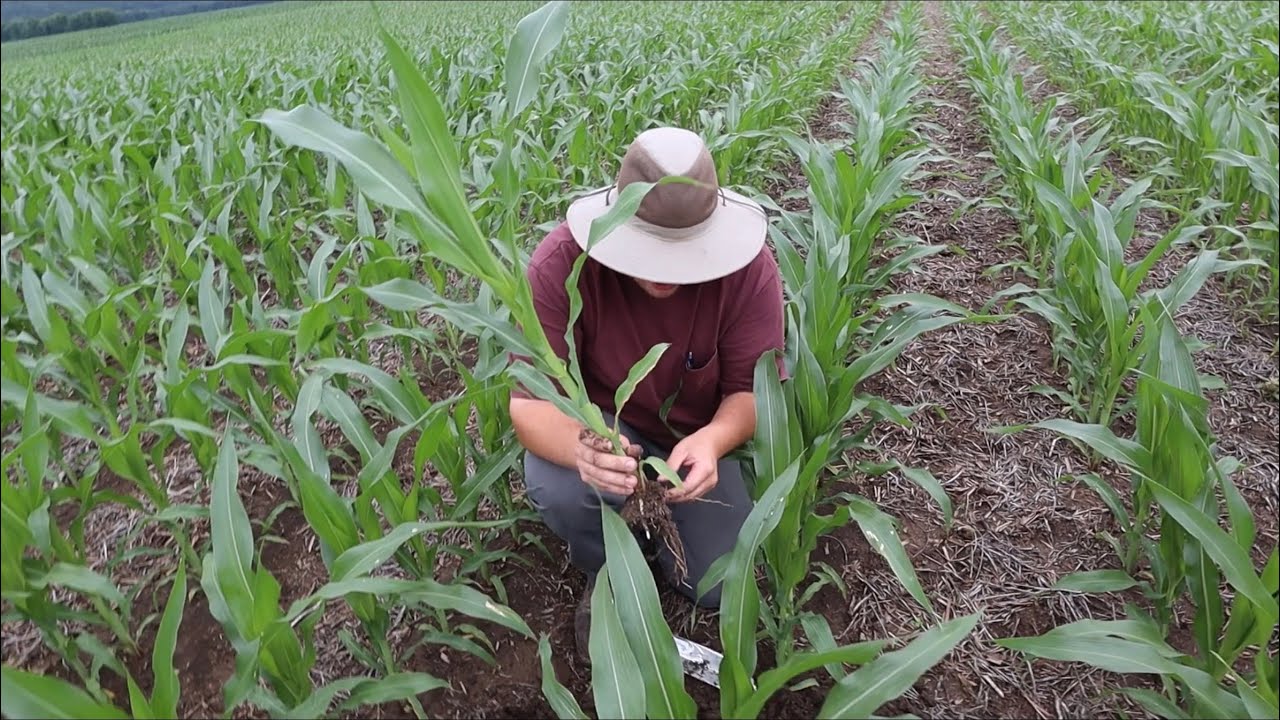 Strip-Till против No-Till