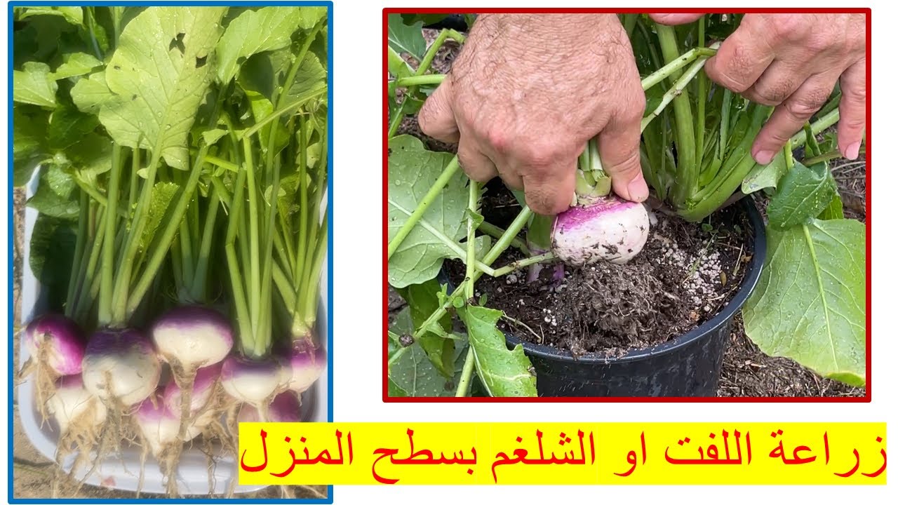 طريقة ناجحة لزراعة اللفت او الشلغم بسطح المنزل .نصائح وارشادات لانتاج محصول جيد من اللفت