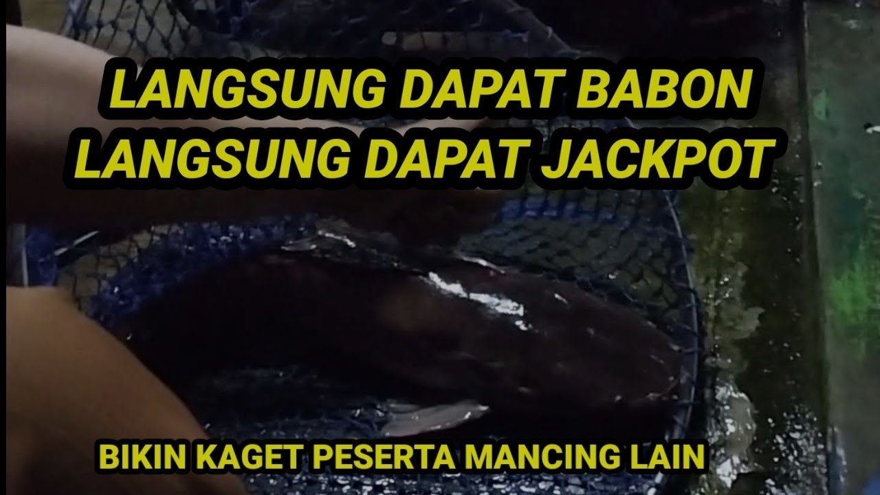 JACKPOT GUYS !! Umpan Lele Babon & Lele Jekpot || Umpan Galatama Lele Minyak Biawak + Pelet 781-1/2