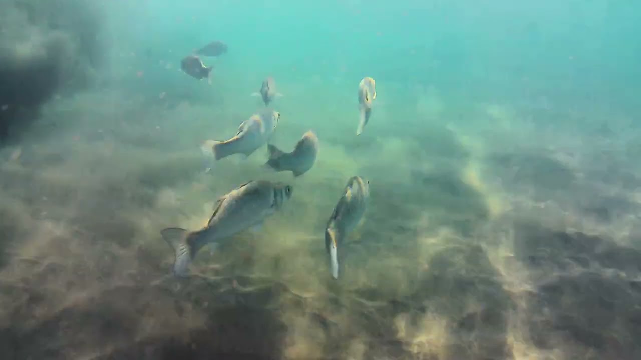 Amazing Underwater Experience: Snorkelling among fish in Tenerife Pt. 7   4K