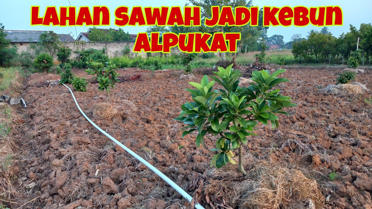 Sulap Lahan Sawah Jadi Kebun Alpukat