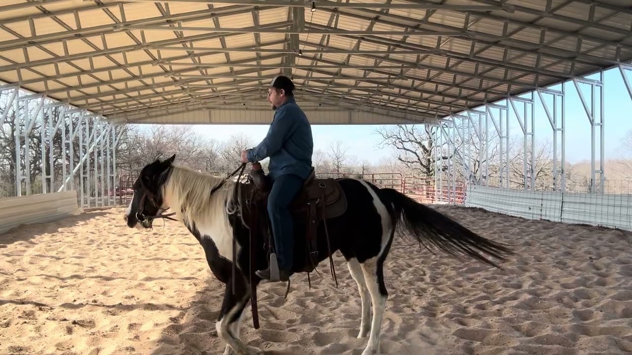 Paint mare’s 37 ride /work
